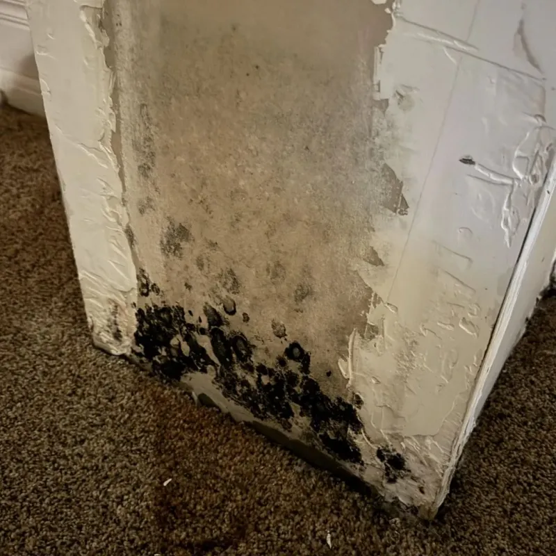 Professional Mold Removal in Glasgow, VA